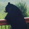 Murray the Bear