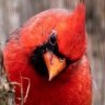 Cardinalsfan