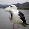 Mallim