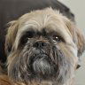 coopdog73
